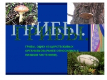 Презентация по биологии по теме Грибы(5класс)