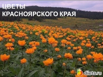 Презентация по окружающему миру