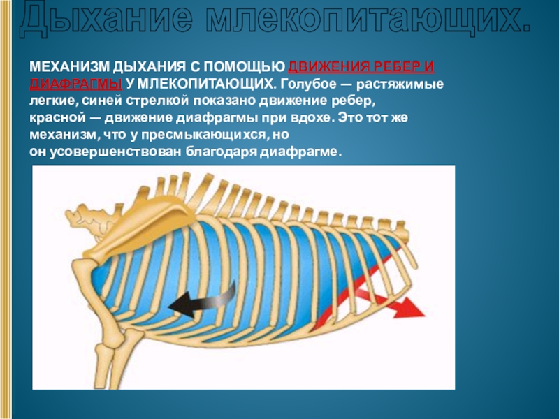 Дыхание млекопитающих схема