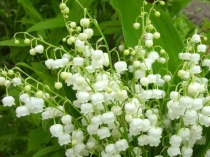 Ландыши. Окружающий мир.