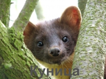 Презентация по окружающему миру на тему Куница