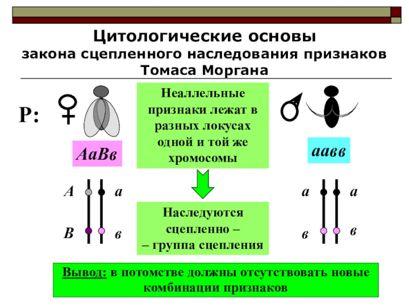 Сцепленное наследование генов презентация