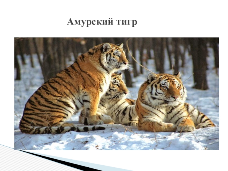 Амурский тигр презентация