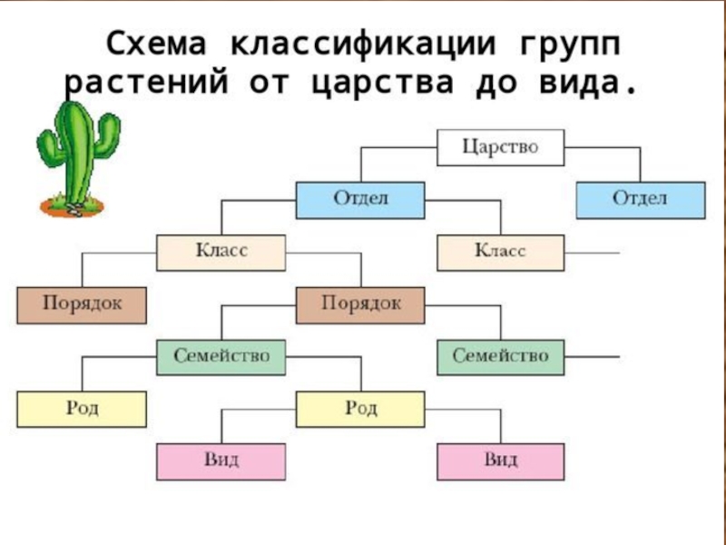 Задание 6 царство животных информатика 6 класс составьте схему