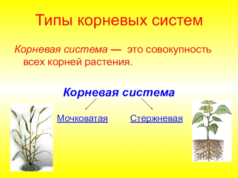 Виды корней и типы корневых систем 6 класс презентация пасечник