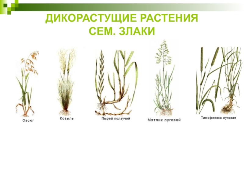 ДИКОРАСТУЩИЕ РАСТЕНИЯ  СЕМ. ЗЛАКИ