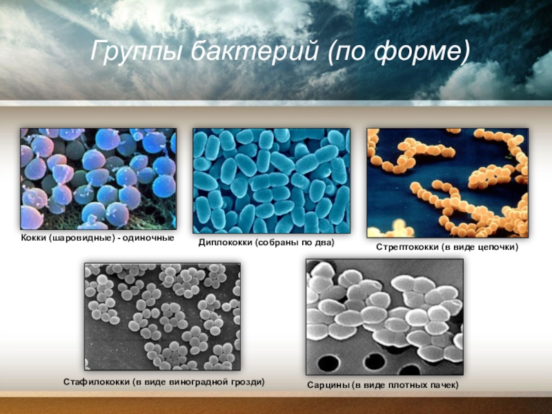 Бактерии округлой формы