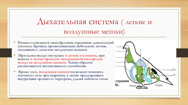 Презентация на тему класс птицы 7 класс