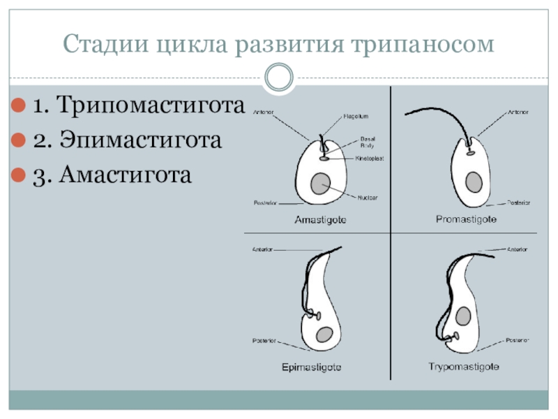 Лейшмания строение рисунок