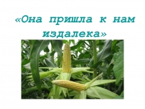 Презентация по окружающему миру на тему Она пришла к нам из далека