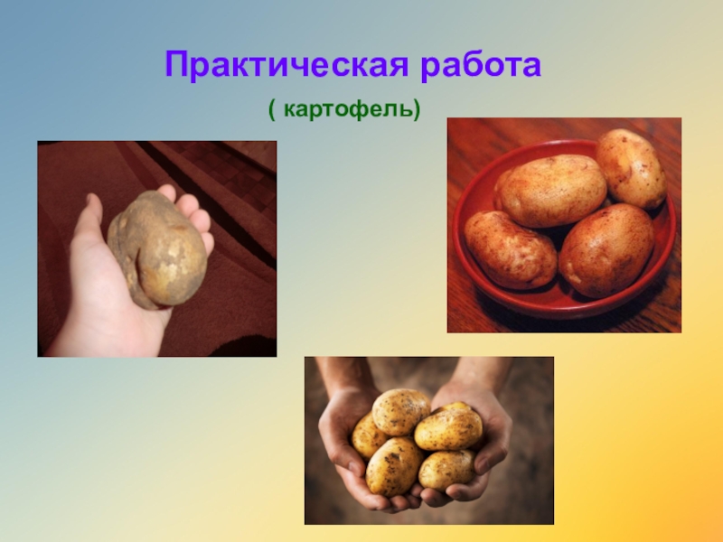 Выкапывание картофеля. Сортирование картофеля. Посадка картофеля. Картофель презентация 4 класс. Картофель работа.