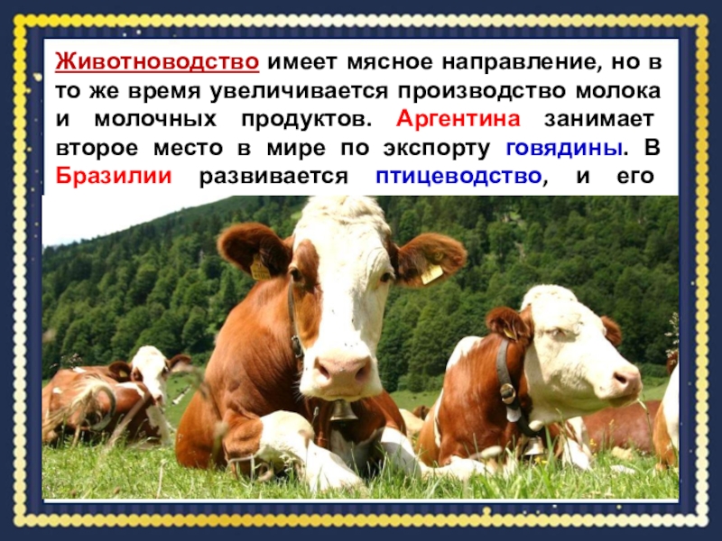 Какие направления имеет скотоводство 3. Скотоводство мясного направления. Мясное направление животноводства. Направления скотоводства в России. Направление скотоводства таблица.