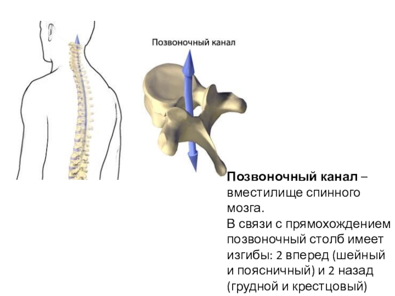 Позвоночный канал это