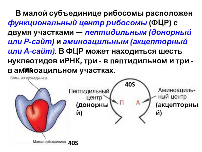 Состоит из двух субъединиц