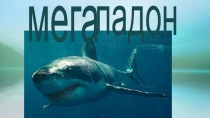 Презентация Мегалодон исследовательская работа