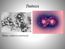 Презентация Вирусы.Катков Андрей Юрьевич, преподаватель-организатор ОБЖ, МБОУ Школ№125,г.Нижний Новгород, 2017г