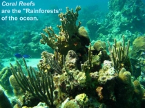Игра на английском языке на тему Коралловый риф