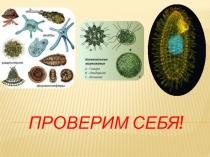 Презентация по биологии на тему Одноклеточные животные 7 класс