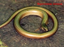 Презентация по биологии на тему  Пресмыкающиеся Курской области