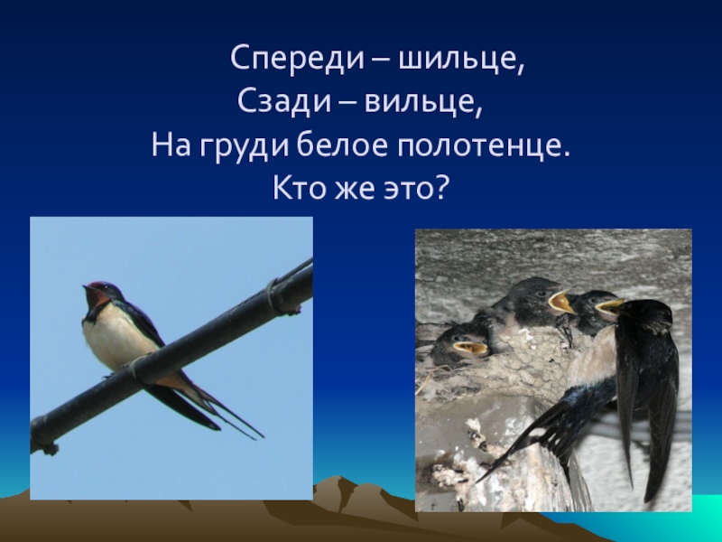 Загадка спереди. Спереди шильце сзади Вильце. Спереди шильце сзади Вильце на груди- белое полотенце. Загадка спереди шильце сзади Вильце. Спереди шильце сзади Вильце сверху черное.