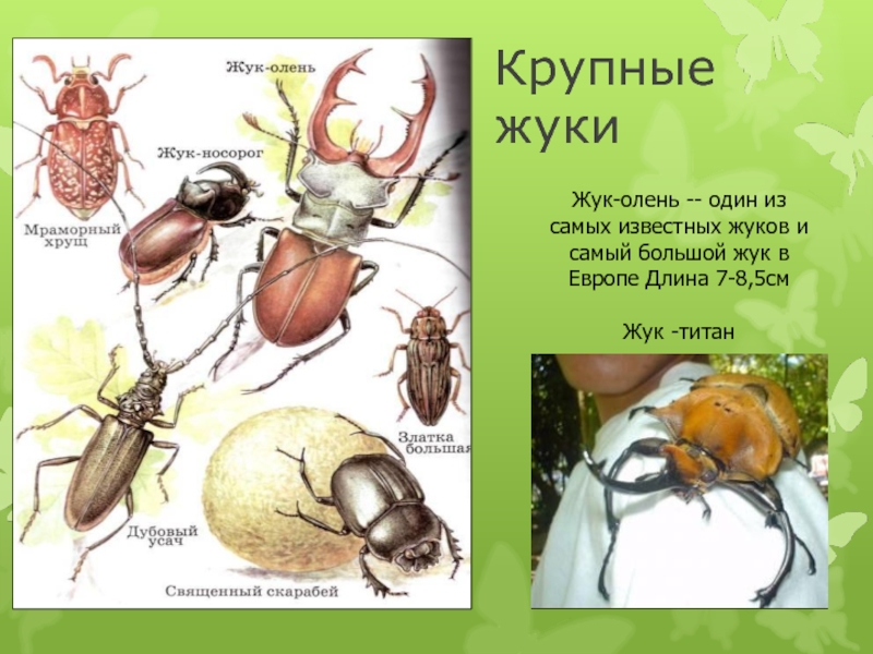 Крупные жукиЖук-олень -- один из самых известных жуков и самый большой жук в Европе Длина 7-8,5смЖук -титан