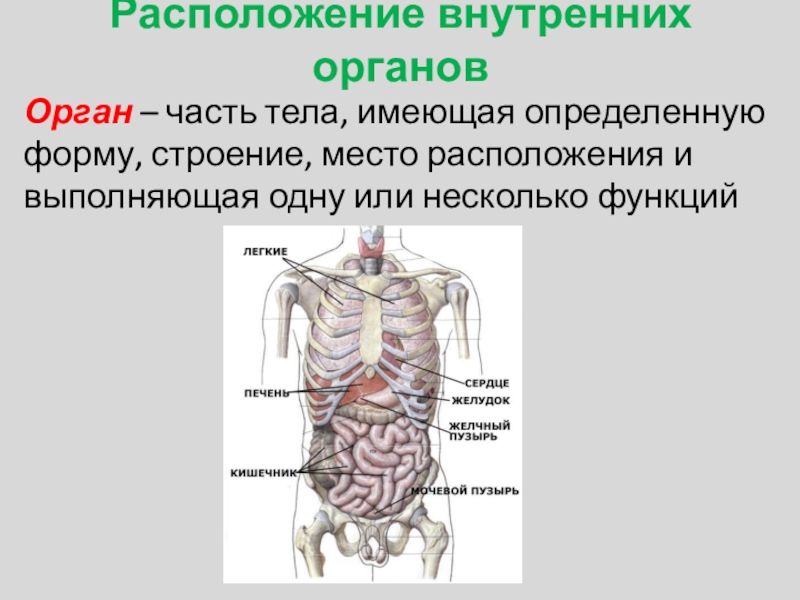 Органы человека под ребрами