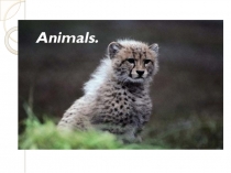 Презентация по английскому языку на тему Животные.