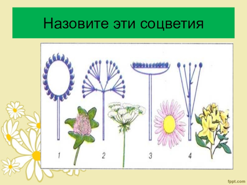 Презентация на тему соцветия 6 класс биология