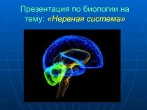 Презентация по биологии по теме Нервная система