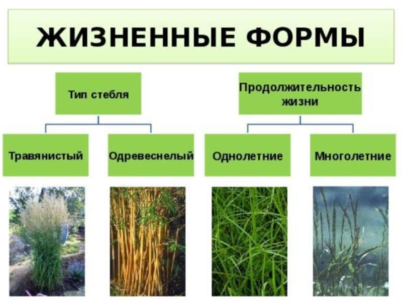 Тип трав. Продолжительность жизни злаковых растений. Злаки жизненная форма. Семейство злаки Продолжительность жизни. Злаки жизненная форма Продолжительность жизни.