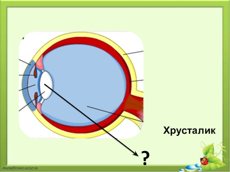 Какую форму имеет хрусталик