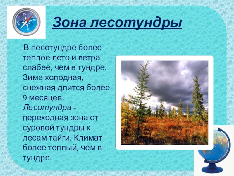 Зона лесотундры В лесотундре более теплое лето и ветра слабее, чем в тундре. Зима холодная,