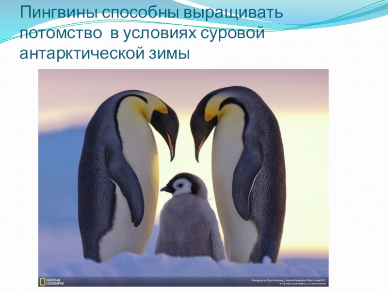 Пингвины живут на южном. Где живёт Пингвин?. Пингвины живут на Южном полюсе. Пингвины живут на Северном или Южном. Пингвины на Северном полюсе или на Южном.