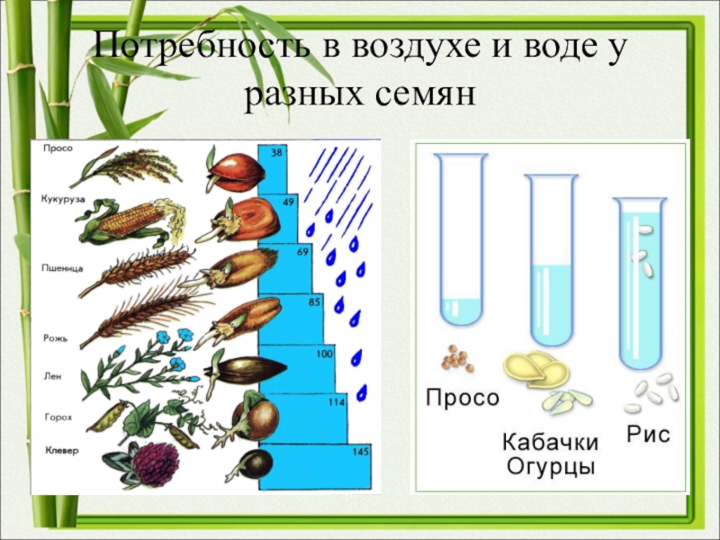 Проект рост и развитие растений 6 класс