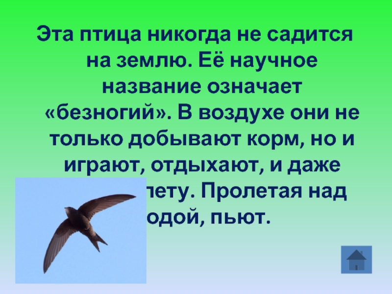 Птица никогда. Птицы которые никогда не садятся на землю. Какая птица не садится на землю. Птичка которая никогда не садится на землю. Птицы которые не садятся.