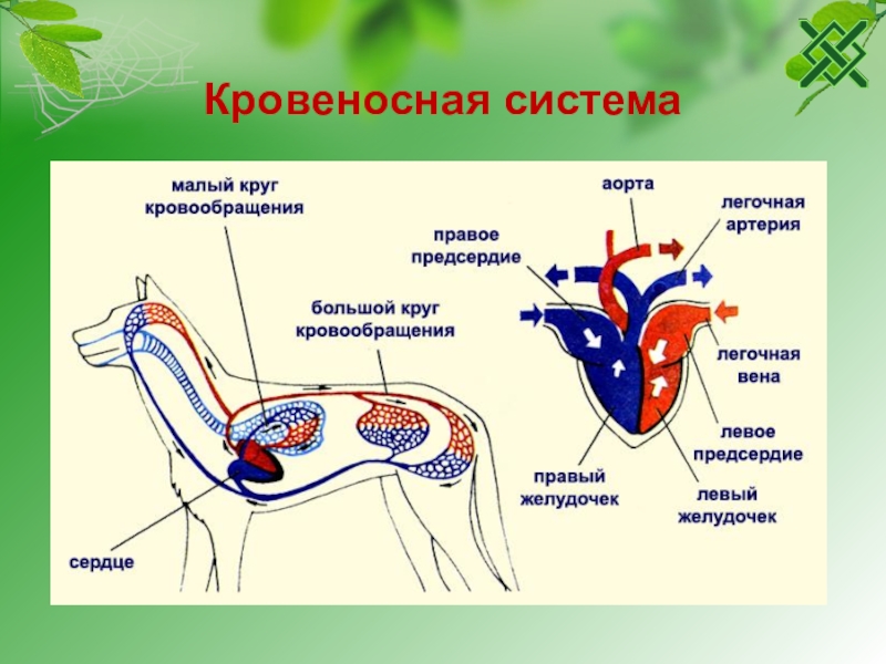 Внутреннее строение собаки презентация