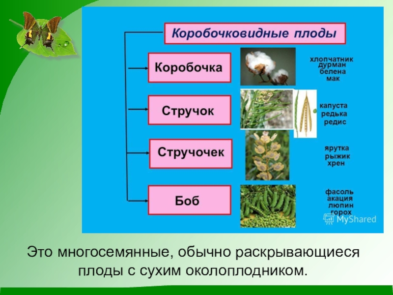 Коробочковидные плоды это