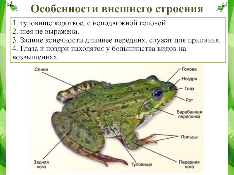 Тело земноводных. Внешнее строение Озерной лягушки. Строение бесхвостых амфибий. Внешнее и внутреннее строение земноводных на примере лягушки. Основные части тела лягушки 3 класс.