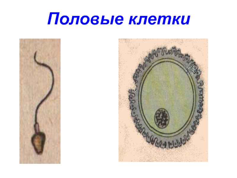 Название женской половой клетки. Половые клетки. Мужские и женские половые клетки. Строение половых клеток. Рисунок половых клеток.