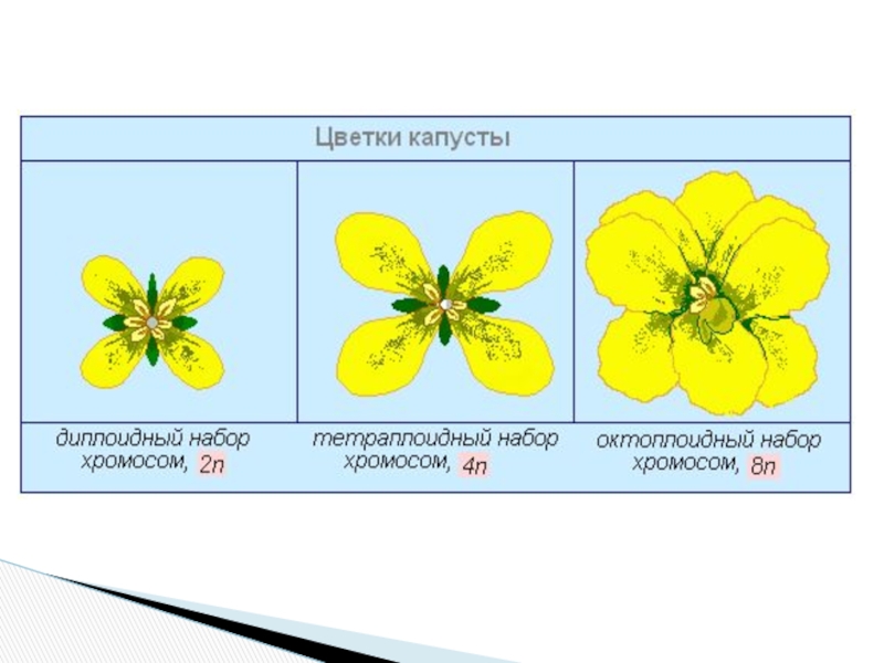 Сравните изображенные на рисунке цветки капусты и виолы в чем их различие