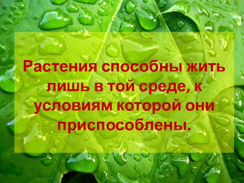 Растительная жизнь. Растение умеет думать. Стих на тему жизнь по биологии. Большинство растений не умеют.