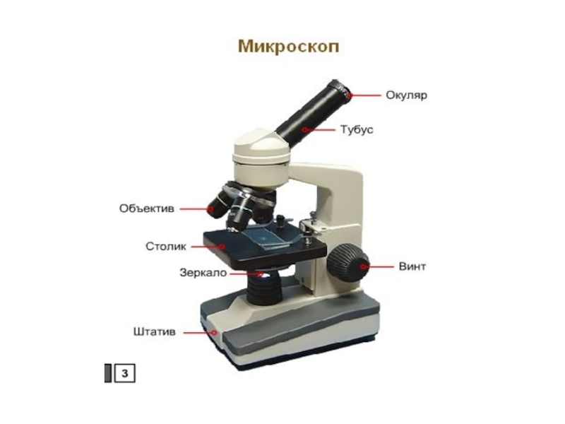Микроскоп лабораторный описание. Окуляр Гюйгенса для микроскопа. Строение микроскопа макровинт. Окуляр лома c16x микроскоп. Микроскоп Гюйгенса.