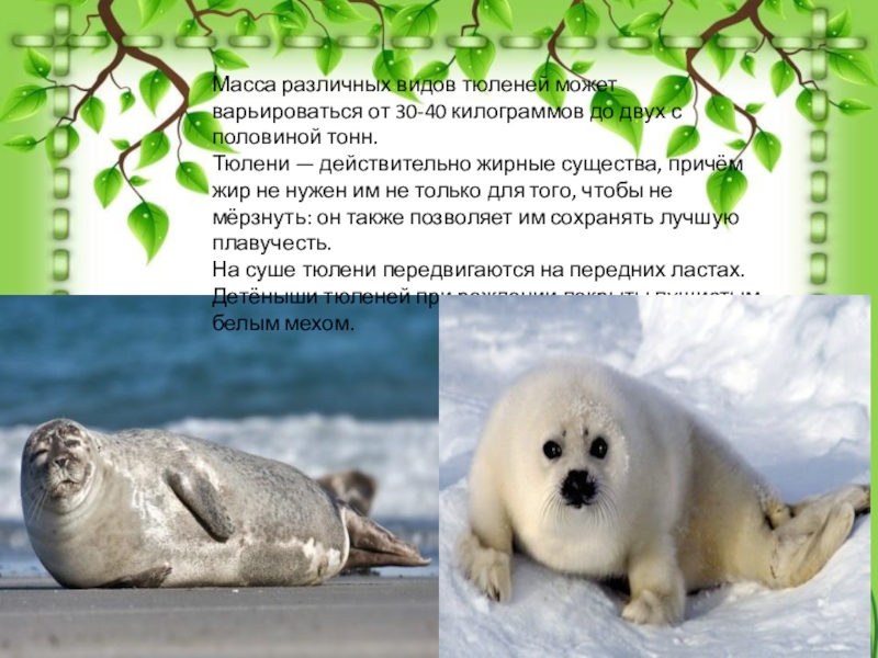 Орфографический анализ слова о тюлене