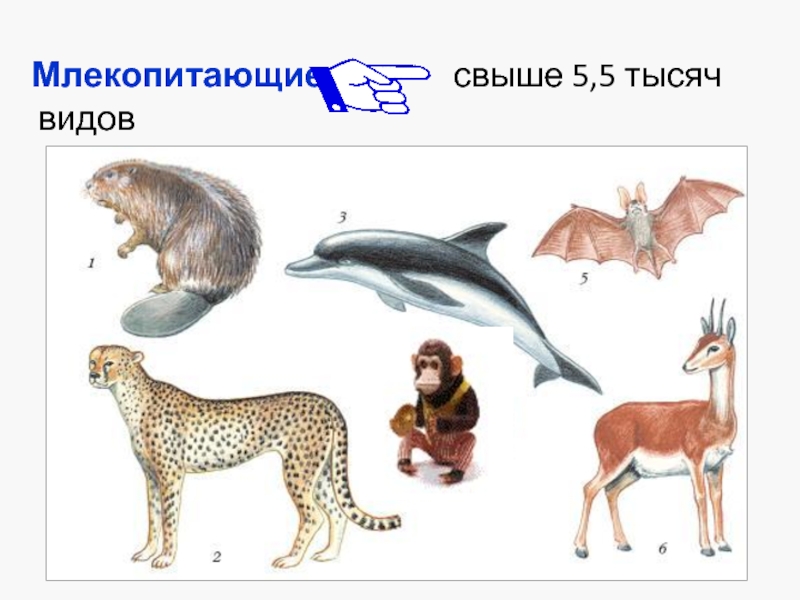 Млекопитающие животные примеры названия