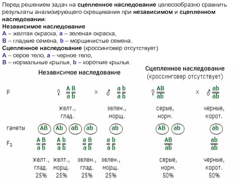 Решение задач на сцепленное наследование презентация