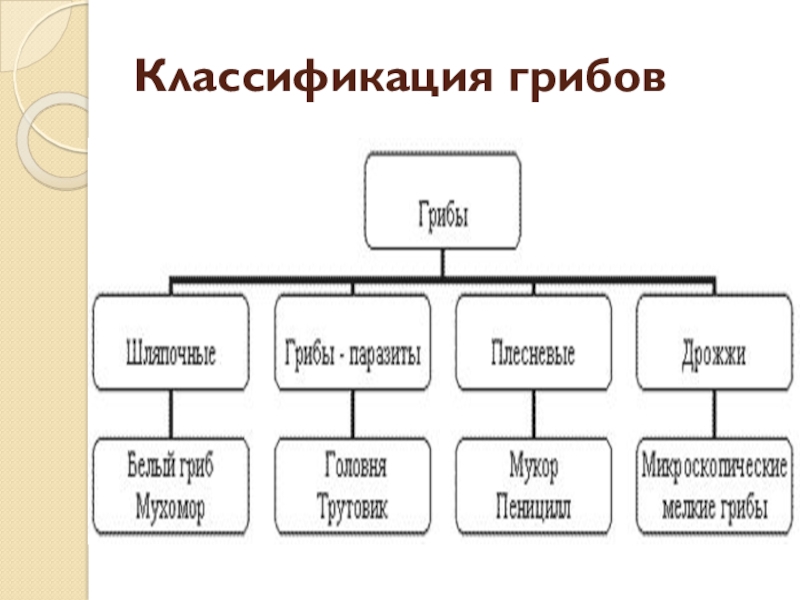 Грибы и их влияние на организм человека проект