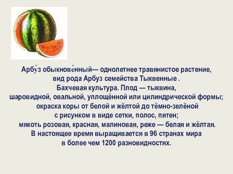 Арбуз это ягода или овощ. Арбуз плод Тыквина. Арбуз это ягода или Тыквина. Арбуз из семейства тыквенных. Арбуз это Тыквина.