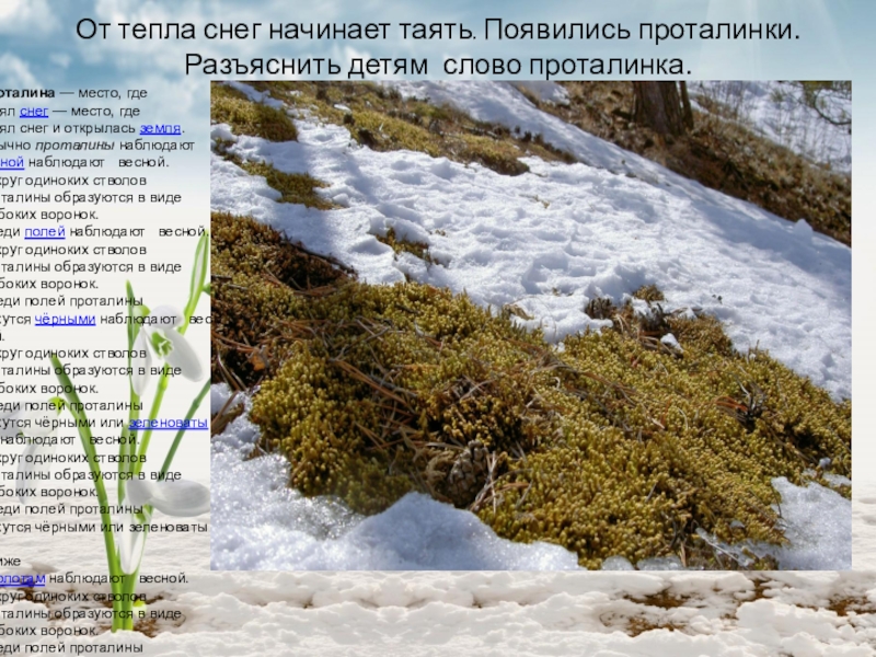 Тающий снег текст. Место где растаял снег и открылась земля. Признаки весны проталины. Проталинки проталинки. Где появляются проталины.