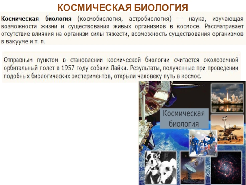 Космическая биология презентация