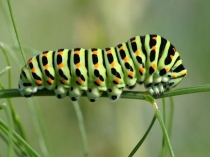 Презентация к исследовательской работе Махаон